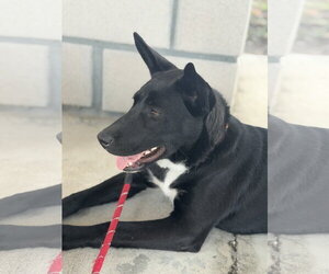 Siberian Husky-Unknown Mix Dogs for adoption in Sanford, FL, USA