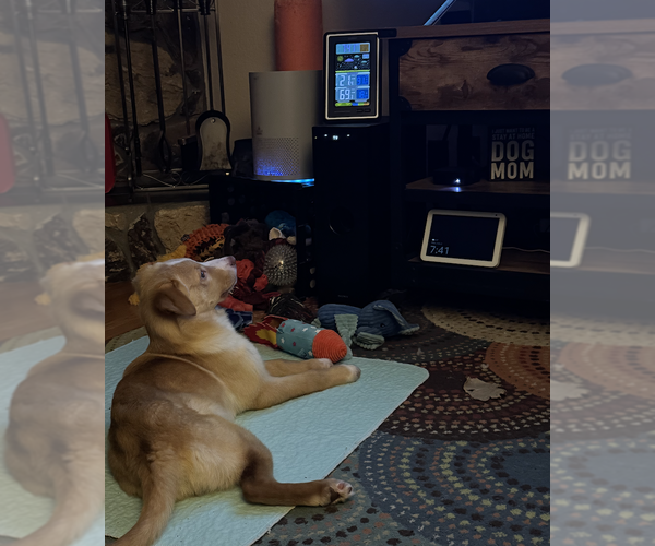 Medium Photo #5 Golden Labrador Puppy For Sale in Anchorage, AK, USA