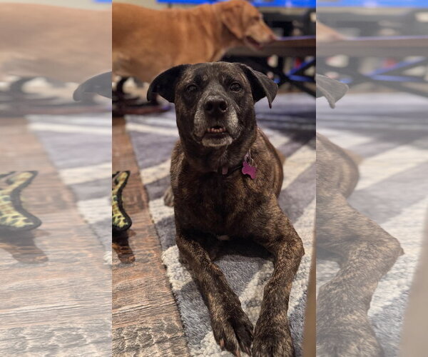 Medium Photo #23 American Staffordshire Terrier-Boxer Mix Puppy For Sale in Fort Worth, TX, USA