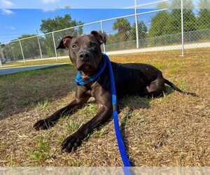 American Pit Bull Terrier-Unknown Mix Dogs for adoption in Vero Beach, FL, USA