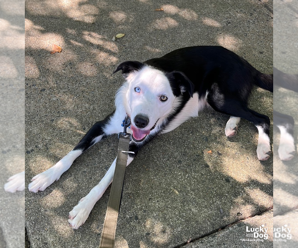 Medium Photo #9 Border Collie-Unknown Mix Puppy For Sale in Washington, DC, USA