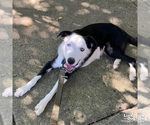 Small #8 Border Collie Mix