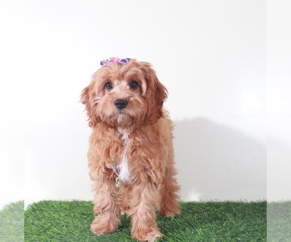 Medium Photo #4 Cavapoo (Miniature) Puppy For Sale in MOUNT VERNON, OH, USA