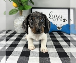 Dachshund Puppy for sale in FRANKLIN, IN, USA