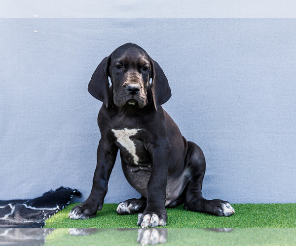 Medium Photo #30 Great Dane Puppy For Sale in WAKARUSA, IN, USA