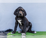 Small #4 Great Dane