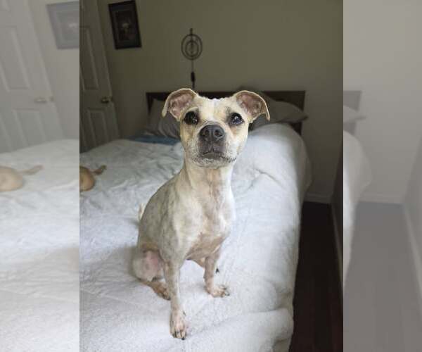 Medium Photo #4 Boston Terrier-Italian Greyhound Mix Puppy For Sale in Arlington, WA, USA