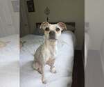 Small #3 Boston Terrier-Italian Greyhound Mix