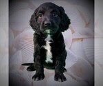 Small Photo #1 Goldendoodle Puppy For Sale in CHEYENNE, WY, USA