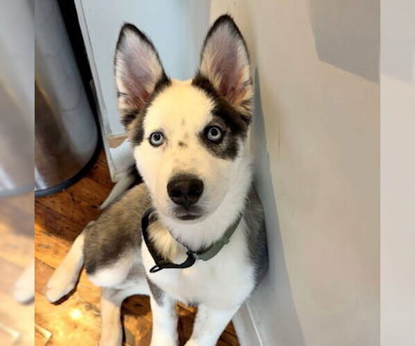Medium Photo #4 Siberian Husky Puppy For Sale in Omaha, NE, USA