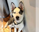 Small #3 Siberian Husky