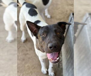 Akita-Unknown Mix Dogs for adoption in Riverside, CA, USA