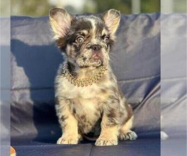 Medium Photo #2 French Bulldog Puppy For Sale in STOCKTON, CA, USA