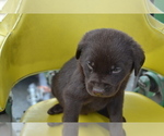 Small Photo #41 Labrador Retriever Puppy For Sale in GREENWOOD, WI, USA