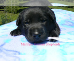 Small #3 German Shepherd Dog