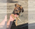 Small #1 Mutt