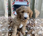 Puppy 4 F2 Aussiedoodle