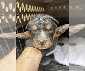 Poodle (Standard)-Unknown Mix Dogs for adoption in Oklahoma City, OK, USA