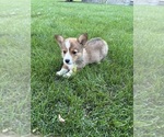 Small #2 Pembroke Welsh Corgi