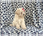 Small #3 Maltipoo