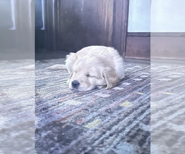 Medium Photo #4 Golden Retriever Puppy For Sale in ARCHBALD, PA, USA