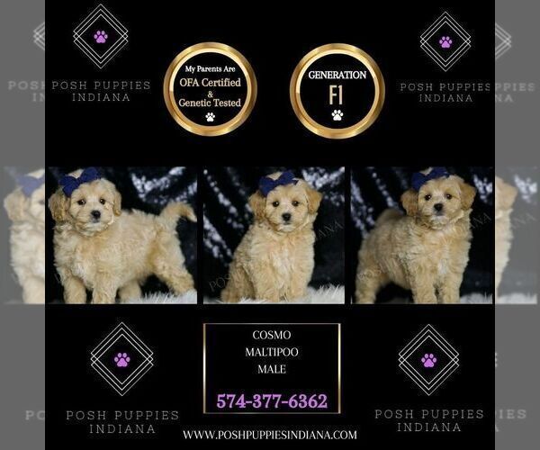 Medium Photo #90 Maltipoo (Miniature) Puppy For Sale in WARSAW, IN, USA