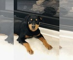 Small Photo #7 Rottweiler Puppy For Sale in CONROE, TX, USA