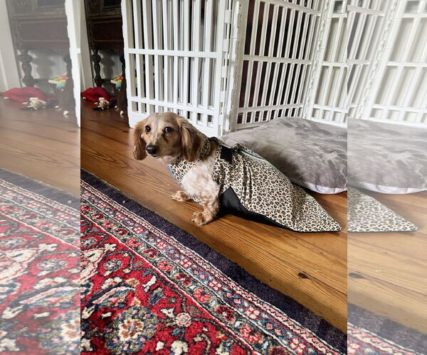 Medium Photo #9 Dachshund Puppy For Sale in Fruitland, SC, USA