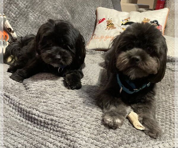 Medium Photo #4  Puppy For Sale in , 
