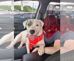 Small American Bulldog Mix