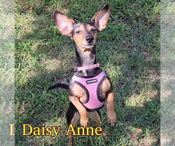 Medium Photo #5 Dachshund-Unknown Mix Puppy For Sale in San Antonio, TX, USA