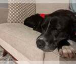 Small #9 Plott Hound Mix