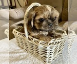 Small #2 Shih Tzu