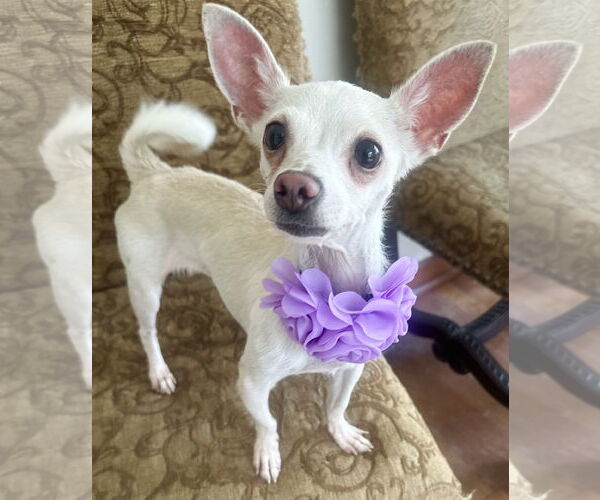Medium Photo #1 Chihuahua-Unknown Mix Puppy For Sale in Phoenix, AZ, USA
