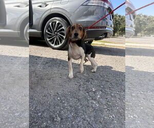 Beagle Dogs for adoption in Tampa, FL, USA