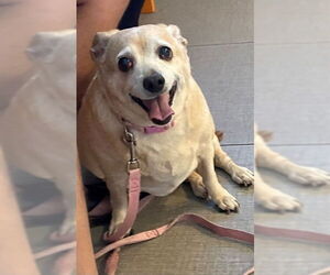 Chihuahua Dogs for adoption in Rancho Cucamonga, CA, USA