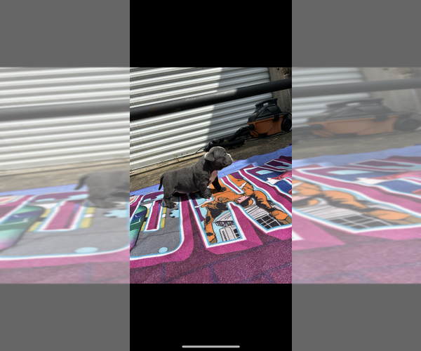 Medium Photo #3 American Bully Puppy For Sale in HOUSTON, TX, USA