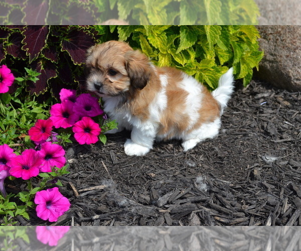Medium Photo #1 Mal-Shi Puppy For Sale in GREENWOOD, WI, USA