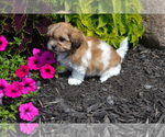 Puppy Breeze Mal-Shi