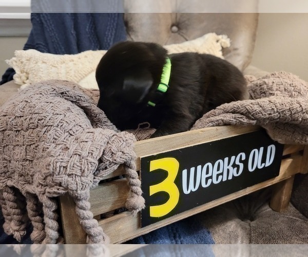 Medium Photo #17 Labrador Retriever Puppy For Sale in BONAIRE, GA, USA