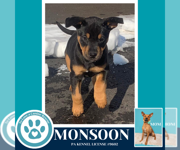 Medium Photo #7 Labrador Retriever-Unknown Mix Puppy For Sale in Kimberton, PA, USA