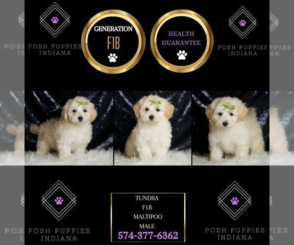 Medium Photo #5 Maltipoo Puppy For Sale in WARSAW, IN, USA