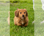 Small #6 Dachshund