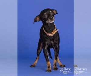 Chipin Dogs for adoption in Claremore, OK, USA