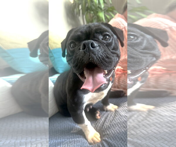 Medium Photo #4 Bulldog-Unknown Mix Puppy For Sale in St. Louis Park, MN, USA