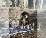 Small Photo #41 Australian Shepherd Puppy For Sale in FARMVILLE, VA, USA