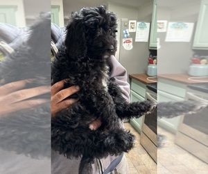F2 Aussiedoodle Puppy for sale in GRAFTON, OH, USA