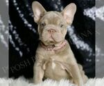 Puppy Isabella AKC French Bulldog