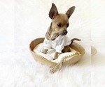 Small #5 Chihuahua