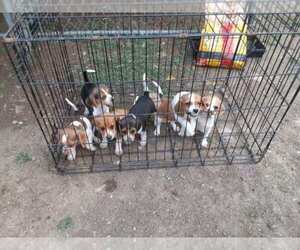 Beagle Puppy for sale in BENTON, PA, USA